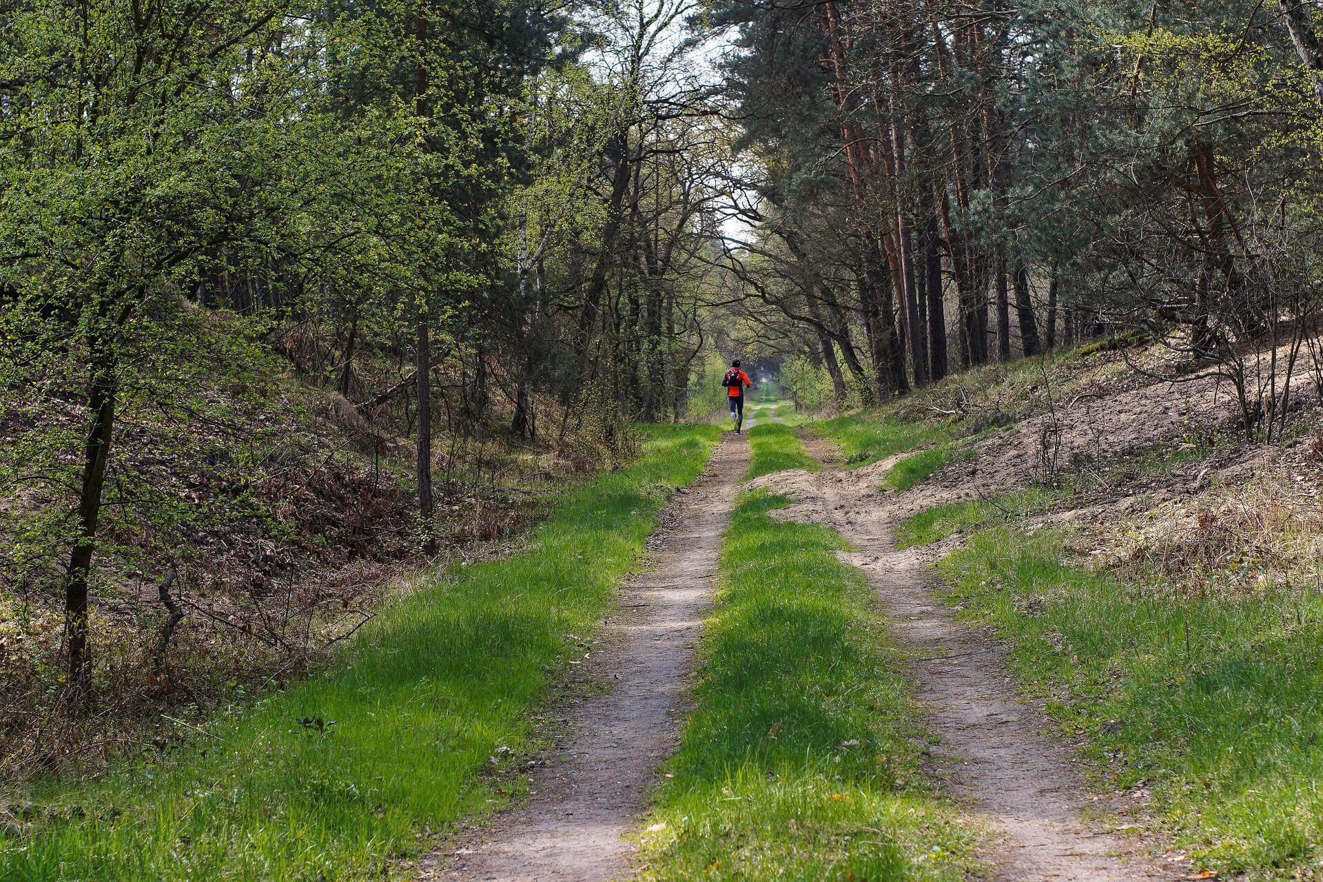 Camino forestal