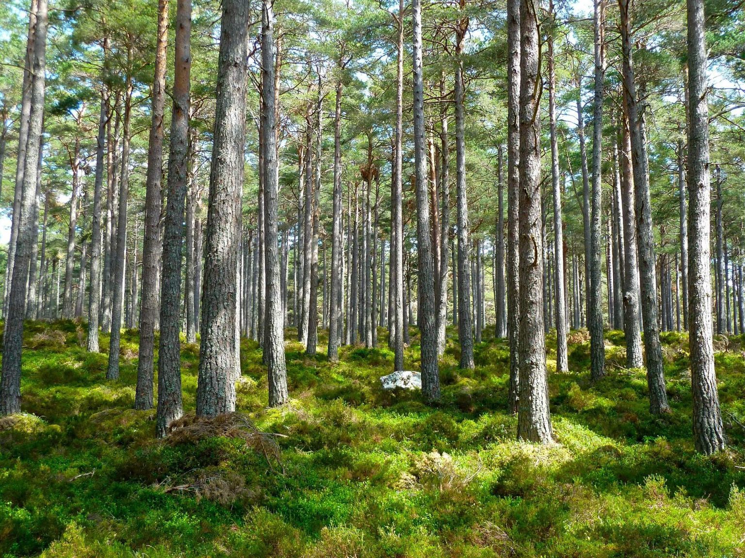 Bosque
