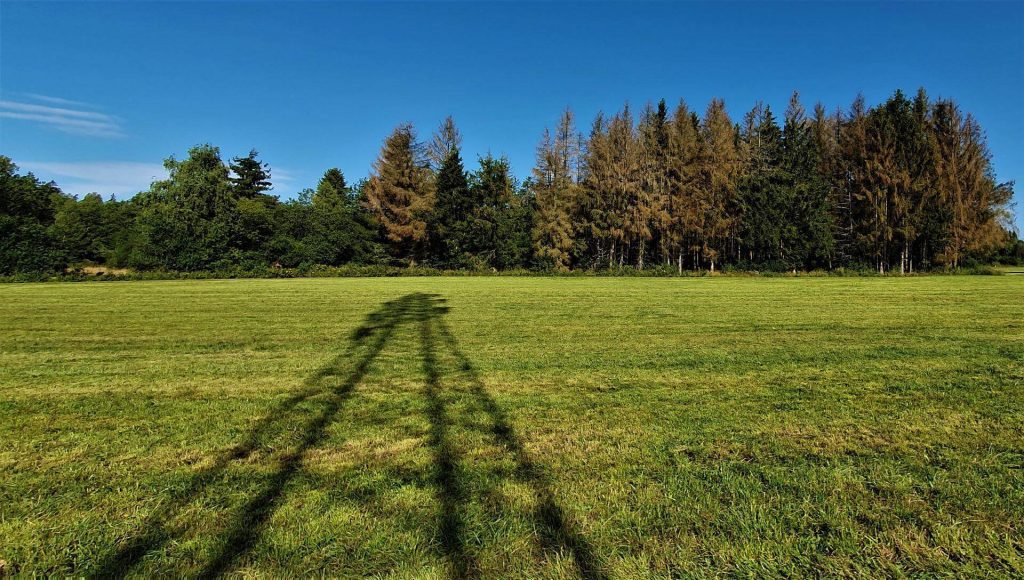 Campo